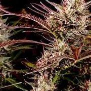 Pink Rozay Autoflower🌷Zamnesia