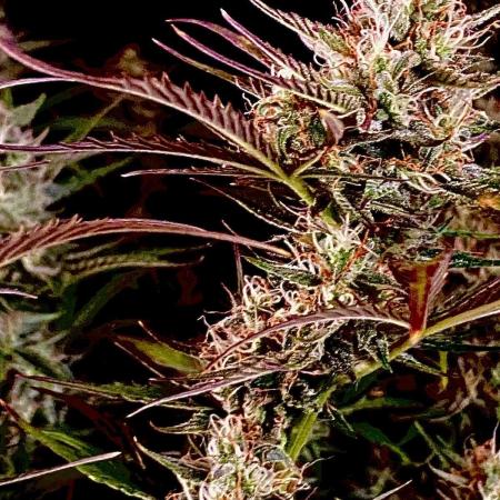 Pink Rozay Autoflower🌷Zamnesia