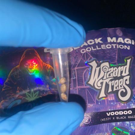 Wizard Trees Voodoo (Little Pheno Hunt)
