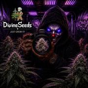 Auto Candy Divine Seeds