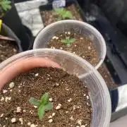 ChaosCake Autoflower