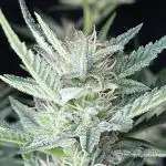 BlackOpium Auto by🔥Divine Seeds
