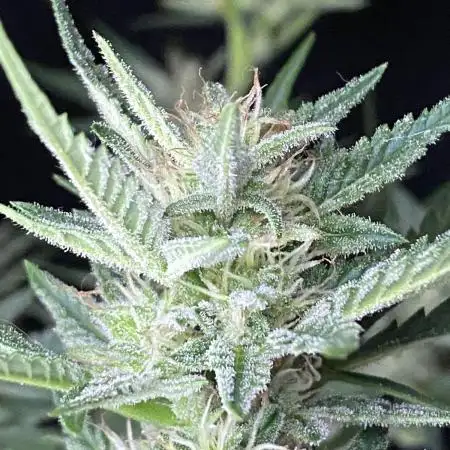 BlackOpium Auto by🔥Divine Seeds