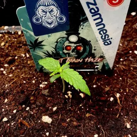 Lets enter the Ghost Train Haze 👻