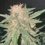 Diablos Delight's XL😈Sweet Seeds💚