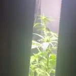 FastBuds🍓 Growsuitcase BONSANTO