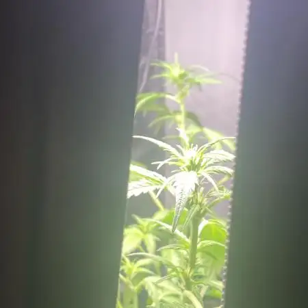 FastBuds🍓 Growsuitcase BONSANTO