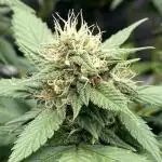 Fast Buds💜PurpleLemonade FF