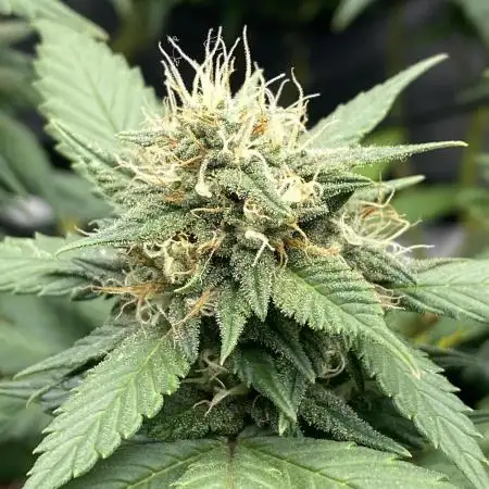 Fast Buds💜PurpleLemonade FF
