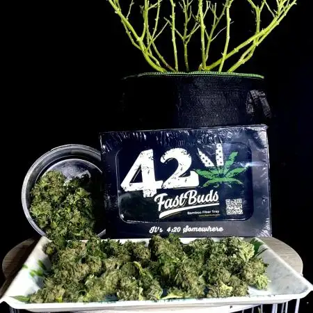 Fast Buds💜PurpleLemonade FF