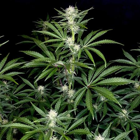 Lets enter the Ghost Train Haze 👻