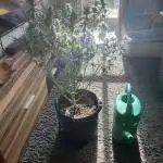 Pink Rozay Autoflower🌷Zamnesia