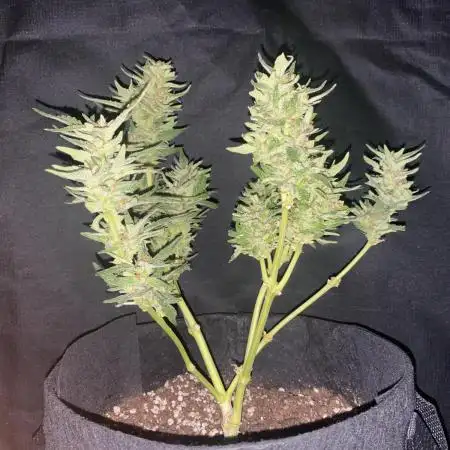 Auto Candy Divine Seeds