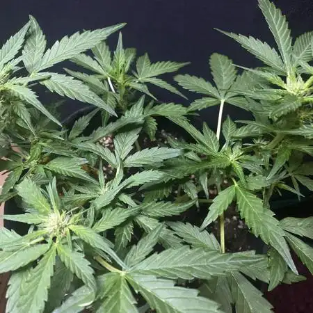 Auto Candy Divine Seeds