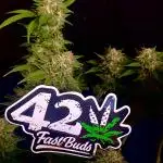 Fast Buds💜PurpleLemonade FF