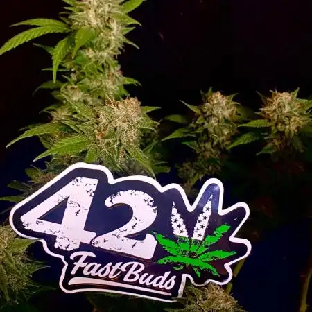Fast Buds💜PurpleLemonade FF