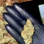 Pink Rozay Autoflower🌷Zamnesia