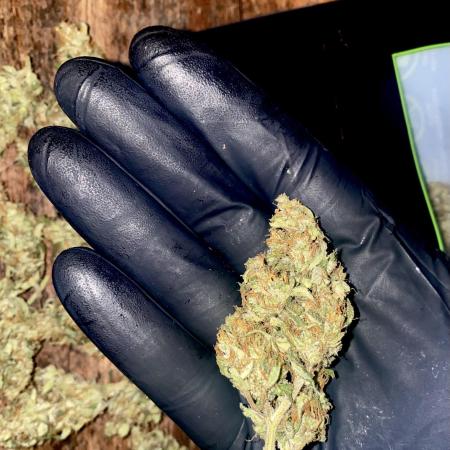 Pink Rozay Autoflower🌷Zamnesia