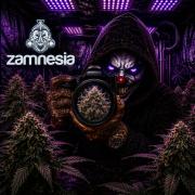 Pink Rozay Autoflower🌷Zamnesia