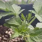 Auto Candy Divine Seeds
