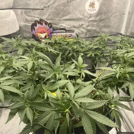 Fast Buds💜PurpleLemonade FF