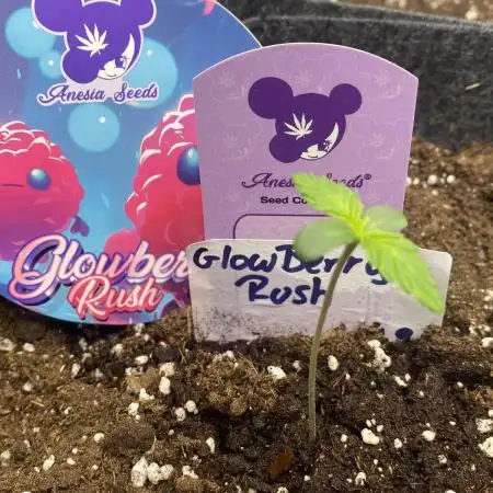 Glowberry Ruuush🍒