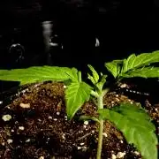 Lets enter the Ghost Train Haze 👻