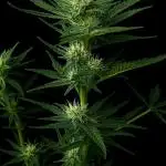 BlackOpium Auto by🔥Divine Seeds