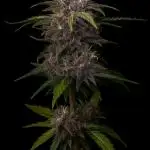 Fast Buds Purple Lemonade Autoflower