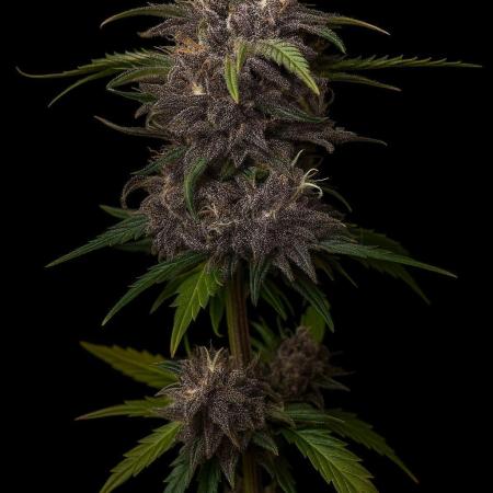 Fast Buds Purple Lemonade Autoflower