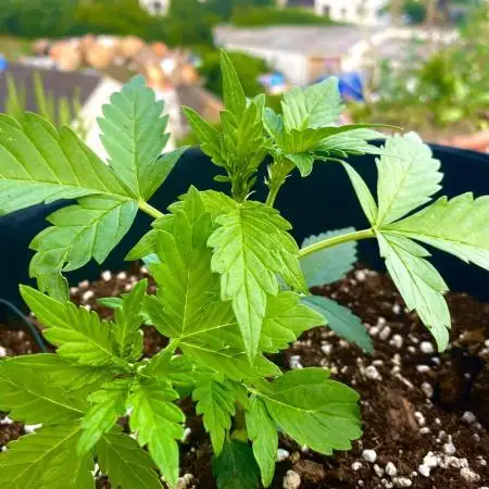 Auto Candy Divine Seeds