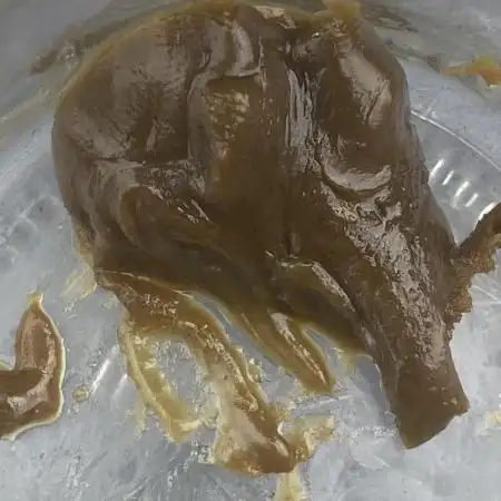 Auto Candy Divine Seeds