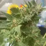 Auto Candy Divine Seeds