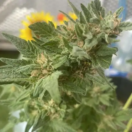 Auto Candy Divine Seeds