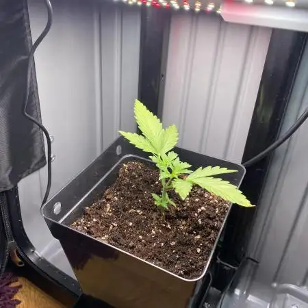 FastBuds🍓 Growsuitcase BONSANTO