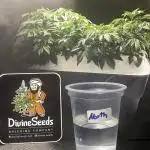 Northern Lights✨Divine Seeds