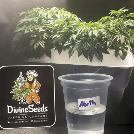 Northern Lights✨Divine Seeds