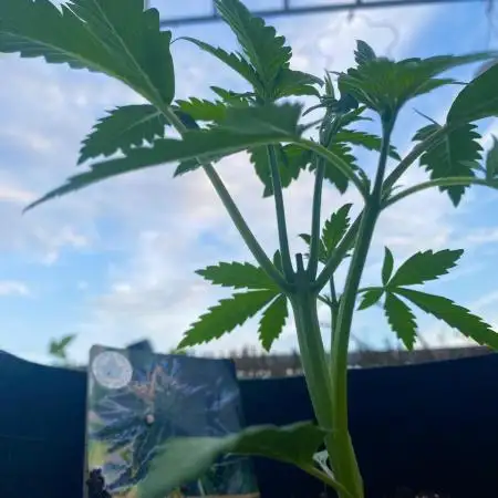 BlackOpium Auto by🔥Divine Seeds