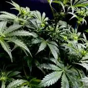 Lets enter the Ghost Train Haze 👻