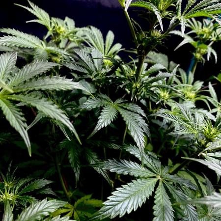 Lets enter the Ghost Train Haze 👻