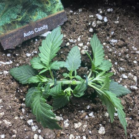 Auto Candy Divine Seeds