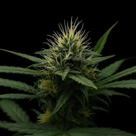 Fast Buds💜PurpleLemonade FF