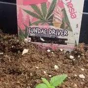 Sundae Drive 🏝️ by Zamnesia