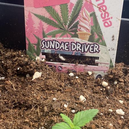 Sundae Drive 🏝️ by Zamnesia