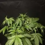 Pink Rozay Autoflower🌷Zamnesia