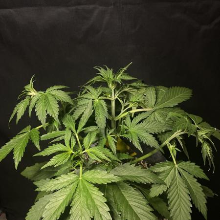 Pink Rozay Autoflower🌷Zamnesia