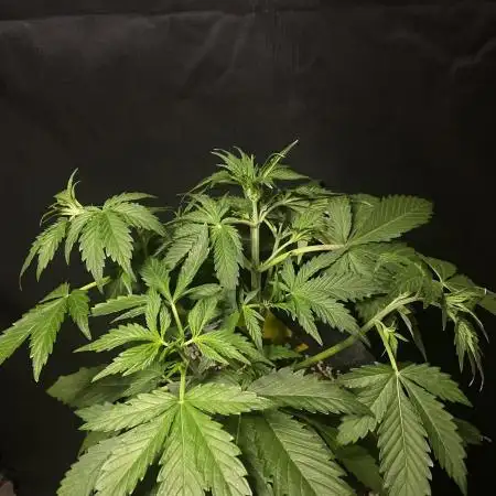 Pink Rozay Autoflower🌷Zamnesia