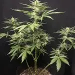 BlackOpium Auto by🔥Divine Seeds
