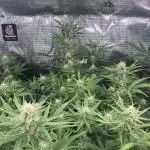 Pink Rozay Autoflower🌷Zamnesia