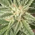 BlackOpium Auto by🔥Divine Seeds